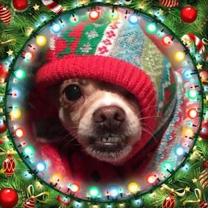 Meet your Posher, Betsy